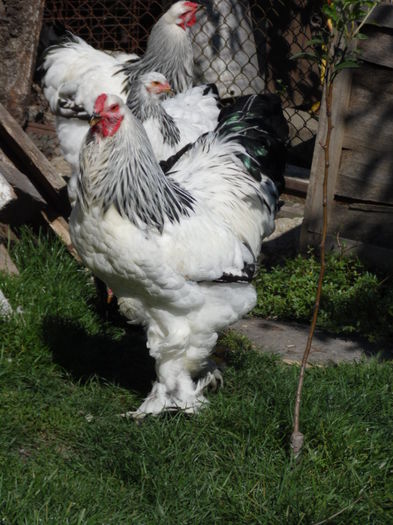 001 - gaini Brahma herminat deschis