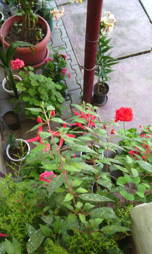 IMG_20140720_112447 - Florile mele