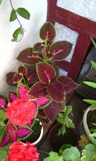 IMG_20140720_104904 - Florile mele