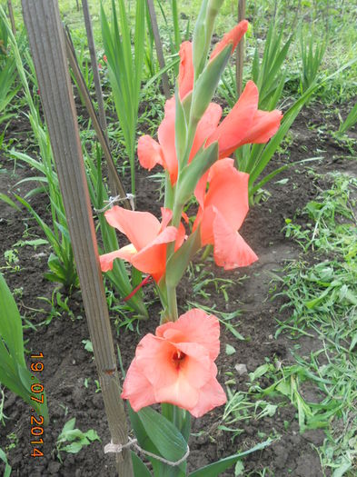 DSCN5795