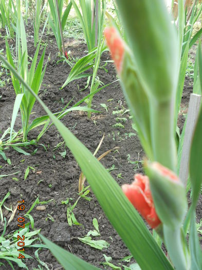 DSCN5819
