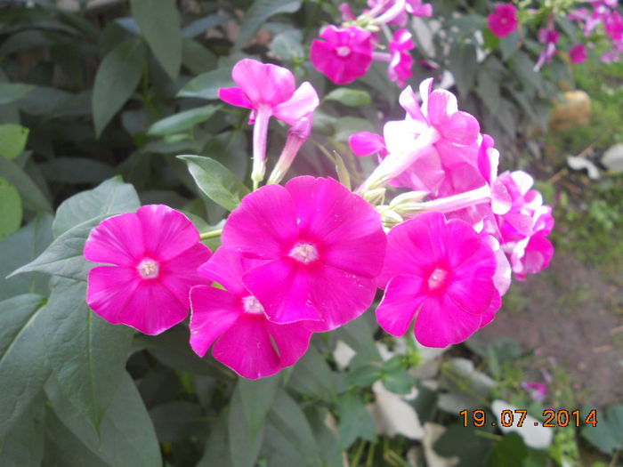 DSCN5792 - Oituz 2014