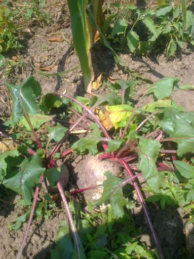 20 iulie 20142189 - z gradina mea 2014