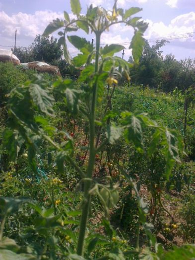20 iulie 20142196 - z gradina mea 2014