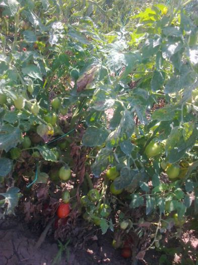 20 iulie 20142201 - z gradina mea 2014
