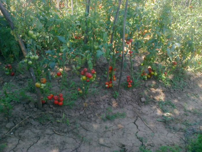 20 iulie 20142249 - z gradina mea 2014