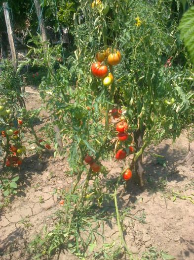 20 iulie 20142250 - z gradina mea 2014