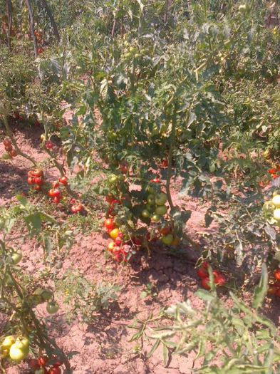 20 iulie 20142251 - z gradina mea 2014