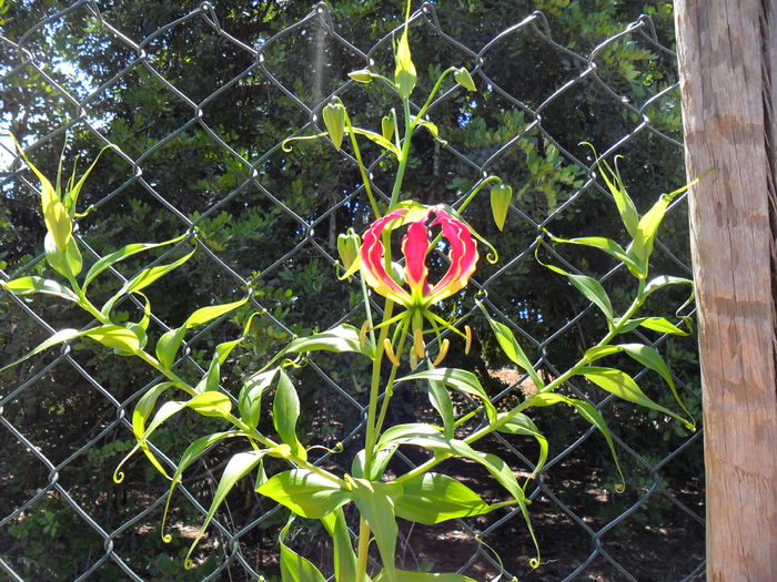 gloriosa prima floare - Cateva plante din colectia personala din gradina si altele la vanzare