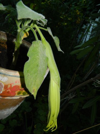 DSCN8081 brugmansia Ileanap