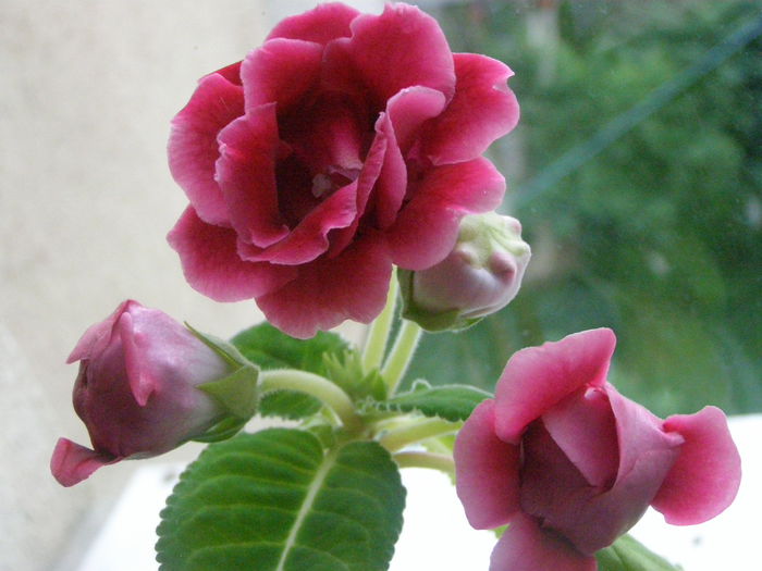 P7190026 - Gloxinute