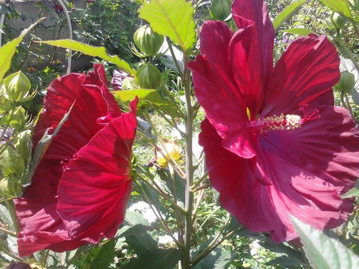 10501660_1509243715978144_7147359664726351267_n - talmes-balmes2014