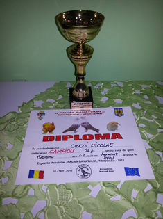 83417998_IQWBCIC - Diplome si cupe obtinute in 2012