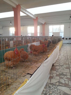 93990223_MNUJZBI - Expozitia de pasari Sannicolau Mare 1-12-2013