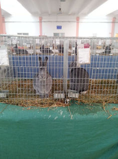 93990230_QLCXYDL - Expozitia de pasari Sannicolau Mare 1-12-2013