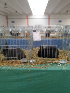 93990231_EHPEQXL - Expozitia de pasari Sannicolau Mare 1-12-2013