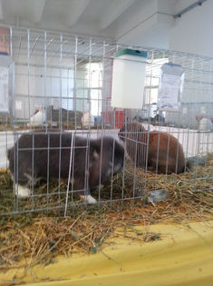 93990233_FDRUBHP - Expozitia de pasari Sannicolau Mare 1-12-2013