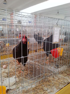 93990236_PVXZQNT3 - Expozitia de pasari Sannicolau Mare 1-12-2013