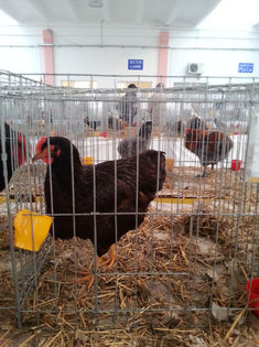 93990244_VXXKIVN - Expozitia de pasari Sannicolau Mare 1-12-2013