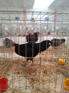 93990252_RBNSKVY3 - Expozitia de pasari Sannicolau Mare 1-12-2013