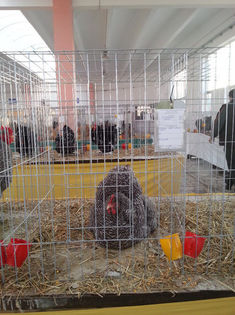 93990263_MGEVLLF3 - Expozitia de pasari Sannicolau Mare 1-12-2013