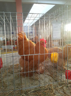 93990270_HIQUALP