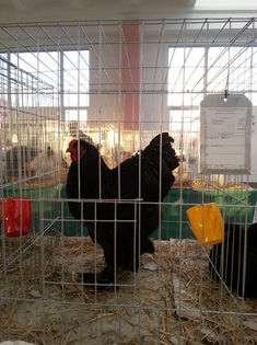 93990277_YTQKGUW3 - Expozitia de pasari Sannicolau Mare 1-12-2013