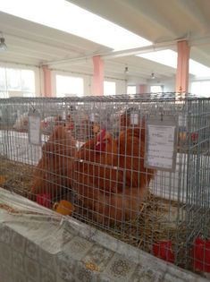93990305_OBJHFFL3 - Expozitia de pasari Sannicolau Mare 1-12-2013