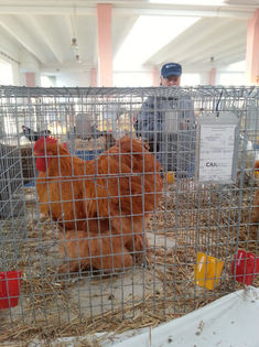 93990313_LHHOHON - Expozitia de pasari Sannicolau Mare 1-12-2013