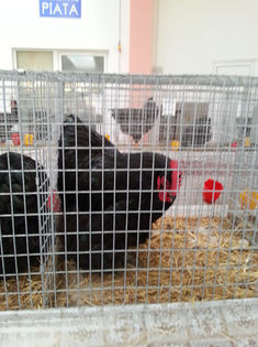 93990316_IYAEBOZ - Expozitia de pasari Sannicolau Mare 1-12-2013