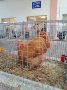 93990321_ZDXHOGQ - Expozitia de pasari Sannicolau Mare 1-12-2013