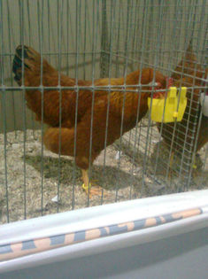 54455080_KHYEZFE2