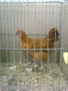 54455092_CUZMCYQ2