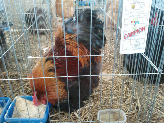 32009569_JTPZLUBRU