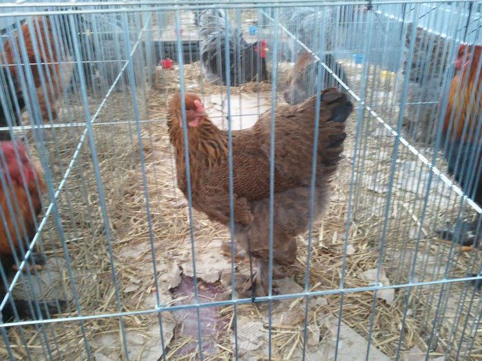 32009624_BNUMOLJNL