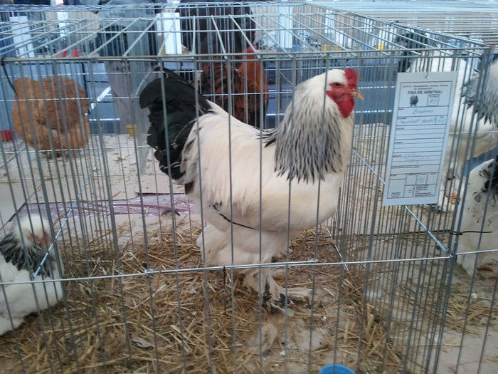 32009661_OUYQGDGFI