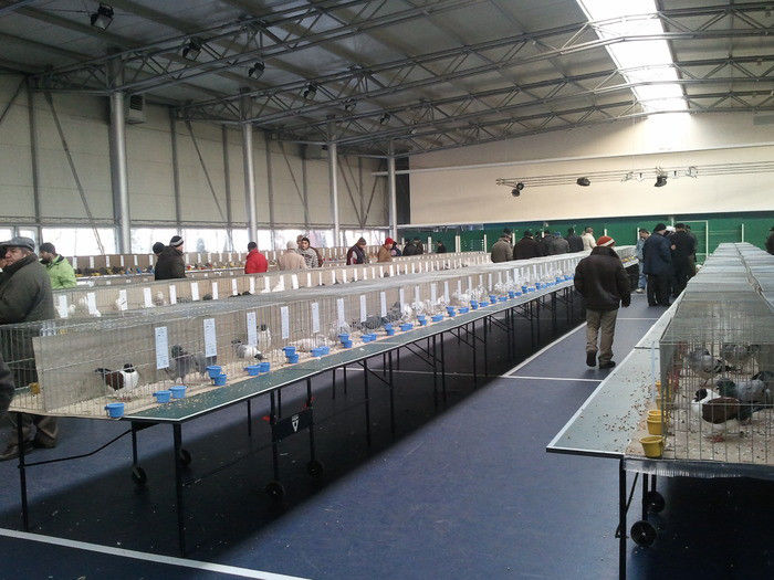 32009775_ZZGCHTKGG - Expozitie pasari Timisoara 30-01-2011