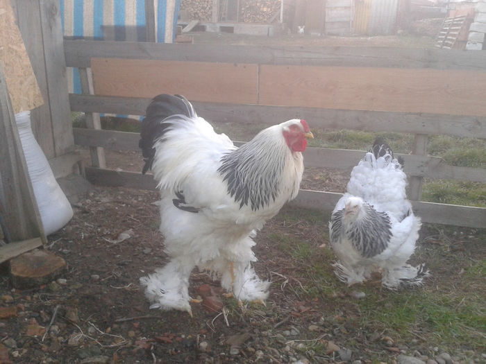 94430917_PIECHPZ3 - Matca 2014