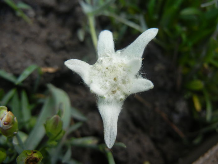 Leontopodium alpinum (2014, July 10) - LEONTOPODIUM Alpinum
