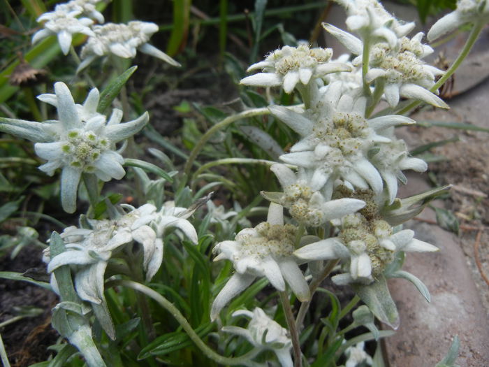 Leontopodium alpinum (2014, July 10) - LEONTOPODIUM Alpinum