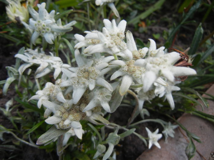 Leontopodium alpinum (2014, July 10)