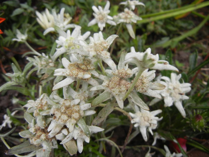 Leontopodium alpinum (2014, July 11)