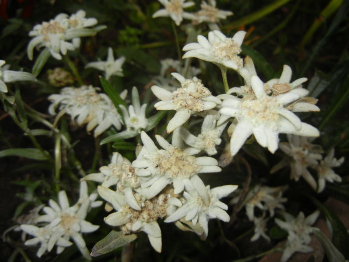 Leontopodium alpinum (2014, July 17) - LEONTOPODIUM Alpinum