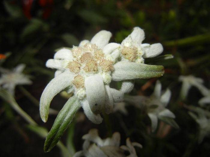 Leontopodium alpinum (2014, July 17)