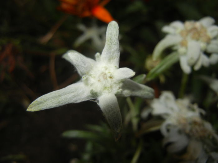 Leontopodium alpinum (2014, July 17) - LEONTOPODIUM Alpinum