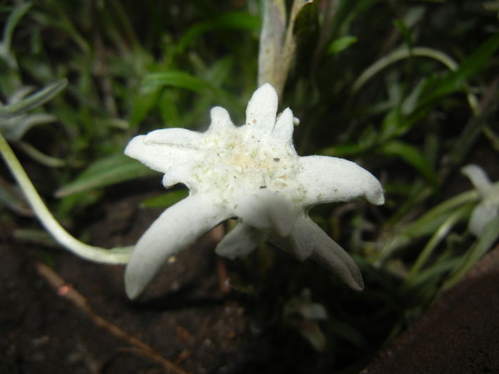 Leontopodium alpinum (2014, July 17)