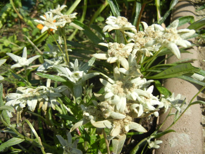 Leontopodium alpinum (2014, July 19)