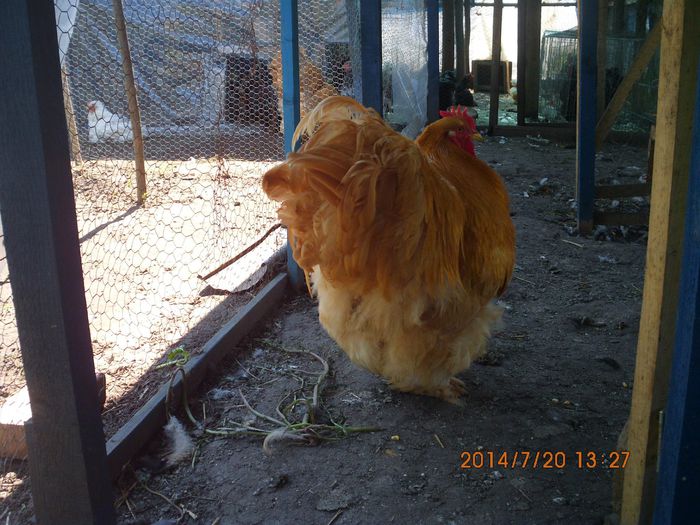 10514245_1507215936178873_6414871404941520068_o