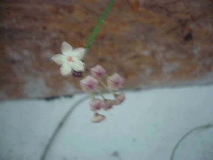 20.07.2014 - Macrophylla variegata