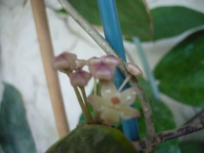 P1200808 - Macrophylla variegata